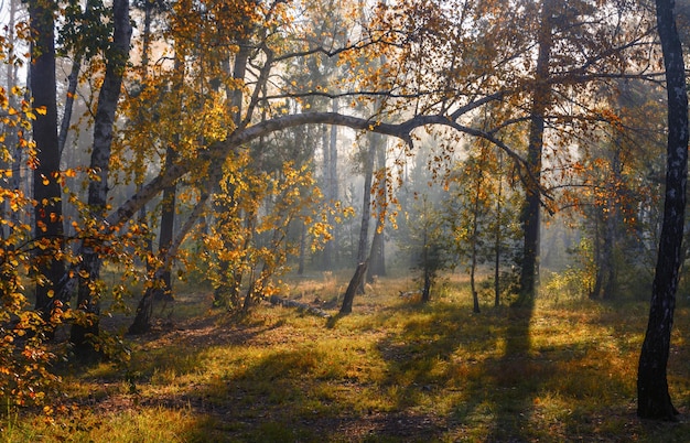 Walk in the forest. Early morning. Sun rays. Autumn beauty