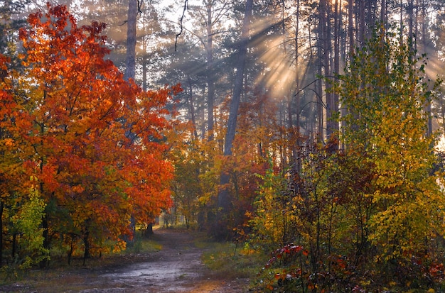 Walk in the forest. Early morning. Sun rays. Autumn beauty