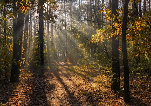 Walk in the forest. Sunny morning. The lights of a sun