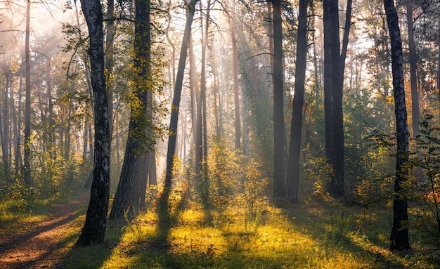 Walk in the forest. Sunny morning. The lights of a sun