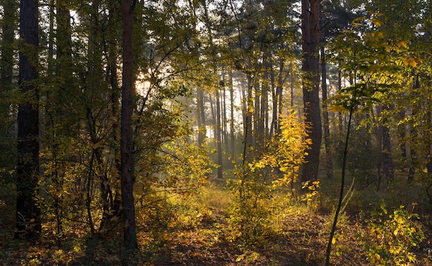 Walk in the forest. Sunny morning. The lights of a sun