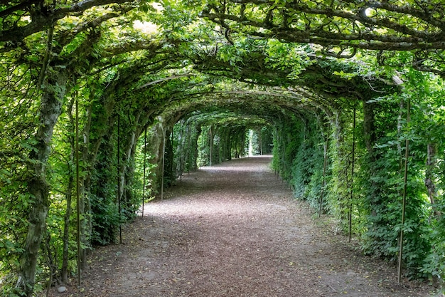 A walk in the national park, around the leaves, flowers and green trees. Summer landscape background