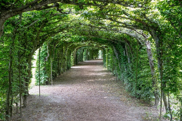 A walk in the national park, around the leaves, flowers and green trees. Summer landscape background