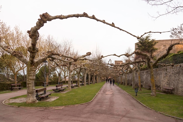 Walk in a park with trees that entangle their branches