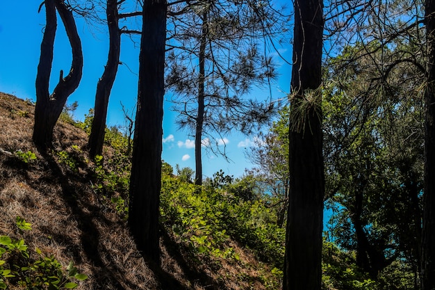 walk to the sea through the forest