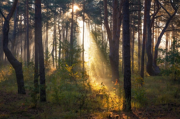 Walk in the sunny forest. Sun rays