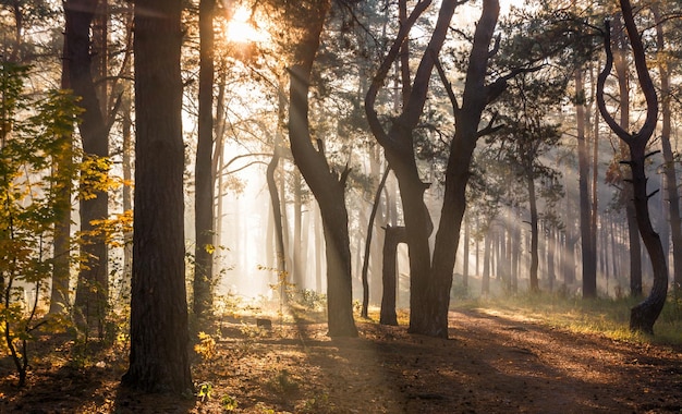 Walk in the sunny forest. Sun rays