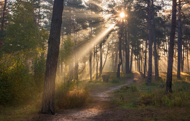 Walk in the sunny forest. Sun rays