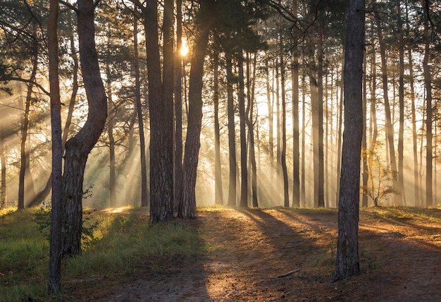 Walk in the sunny forest. Sun rays