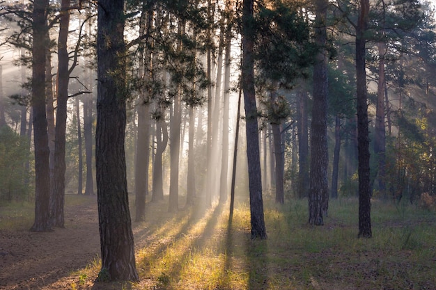 Walk in the sunny forest. Sun rays