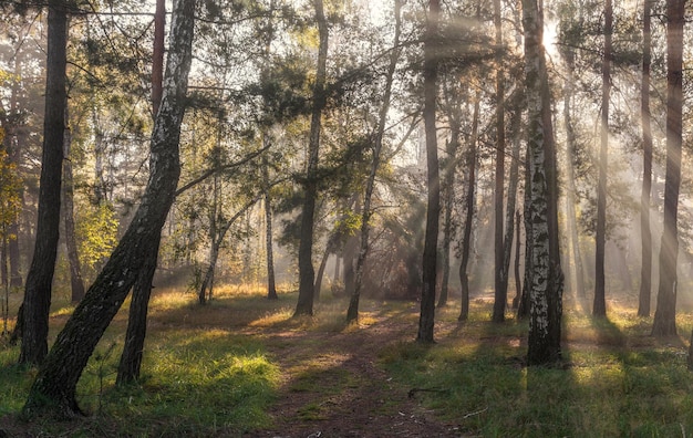 Walk in the sunny forest. Sun rays