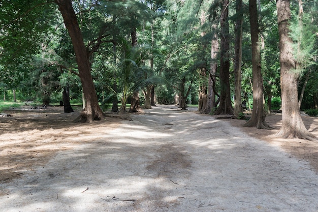 Walk way in forest and sand beach in sunny day