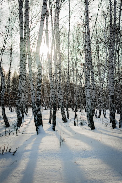 a walk in the winter forest