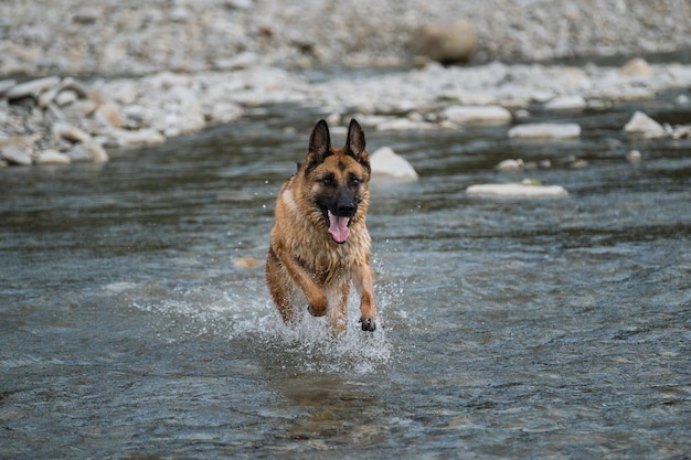 Walk with pet by pond Beautiful German Shepherd dog of black and red color runs along river