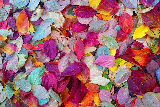  walking in autumn among the colored leaves