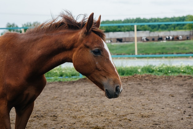 Walking a beautiful and healthy horse on the ranch. Animal husbandry and horse breeding.