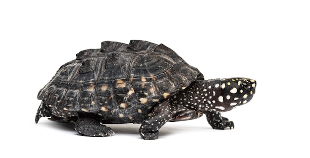 Walking Black pond turtle, Geoclemys hamiltonii, isolated