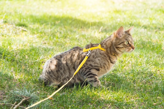 Walking a domestic cat on a yellow harness The tabby cat is afraid of outdoorhides in the green grass cautiously and curiously Teaching your pet to walk