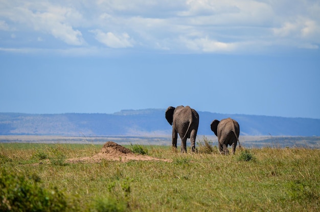 Walking elephant seen from behind Masai Mara Kenya Africa