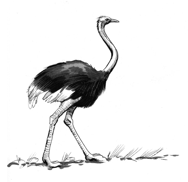 Photo walking ostrich bird. ink black and white drawing