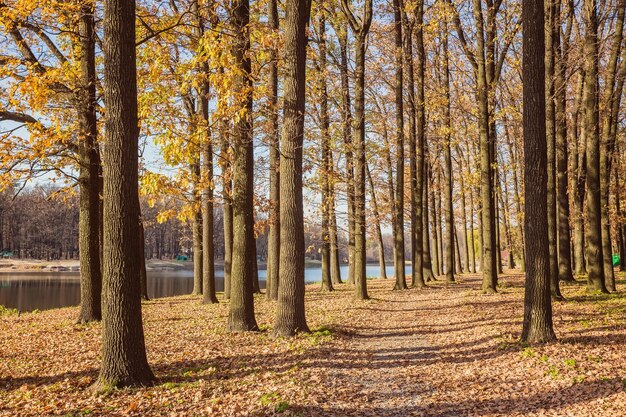 Walking path in the lake side autumn