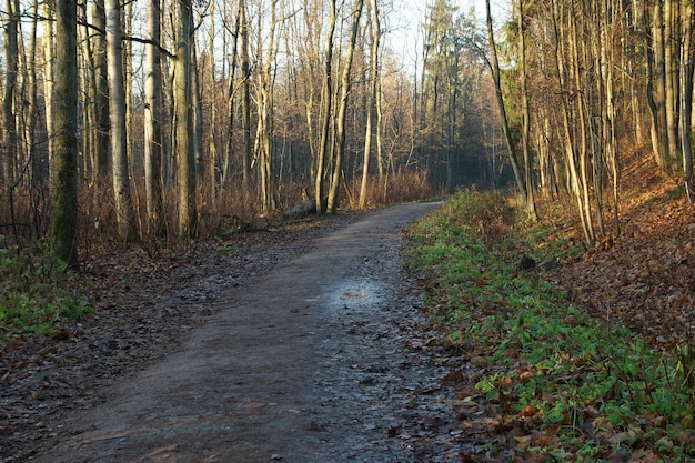 Walking path in the middle of bare bushes in autumn, morning sun.