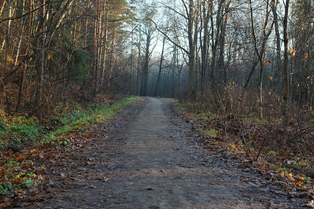 Walking path in the middle of bare trees in autumn, morning sun.