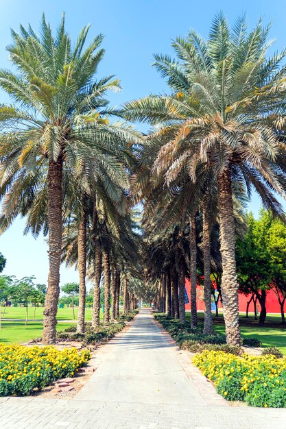 Walking path with palm trees in the city park Alley with palm trees and paws for relaxing in the city park