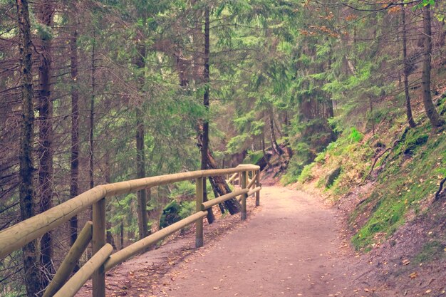 Walking path with wooden fence in the trees in the park