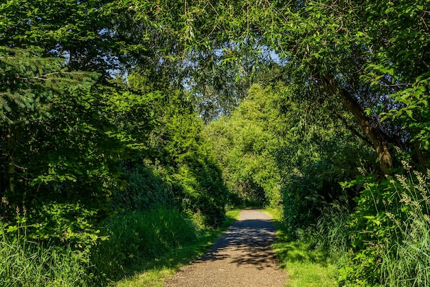 Walking pathway in a green forest park sunny spring day