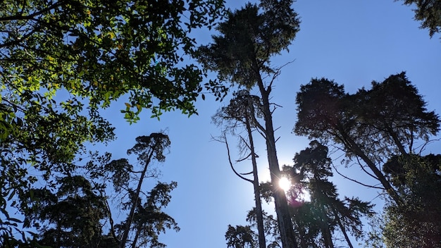 Walking through the forest look up and see the sun among the crowns of tall coniferous trees against