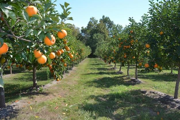 Walking through a summer orchard