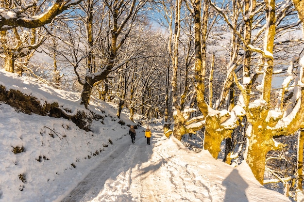 Walking towards the Oianleku natural park at sunrise, snowy beech forest in the town of Oiartzun in Penas de Aya, Gipuzkoa. Basque Country