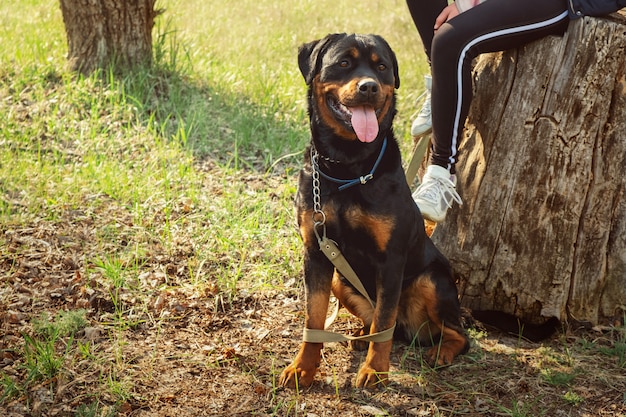 Walking with a dog in a coniferous forest