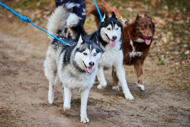 Walking with Siberian Husky dogs on forest pathway full size Husky dog portrait with blue eyes