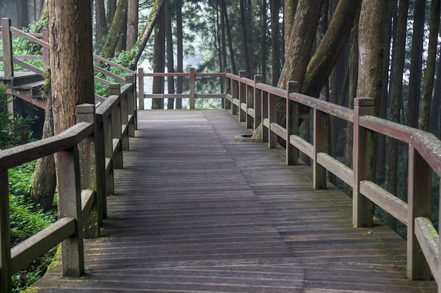 The walkway from wood in alishan national park at Taiwan