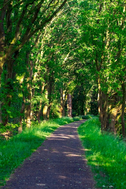 Walkway Lane Path With Green Trees in Forest. Beautiful Alley, road In Park. Way Through Summer Forest.