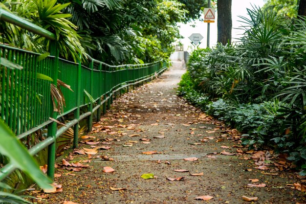 Walkway in the park on a sunny day.