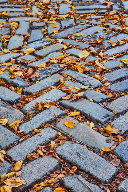 Walkway with pattern of bricks and gaps filled with fall leaves