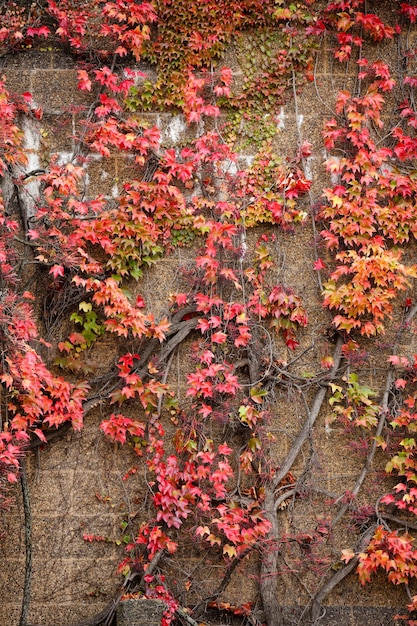 Wall covered by red climbing ivy leaves fall background