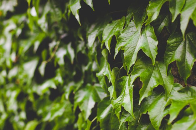 Wall covered in green ivy