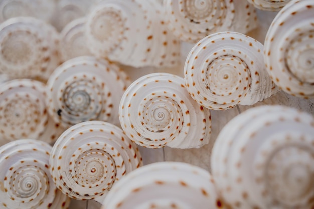 Wall decorated with scallop shells in a row