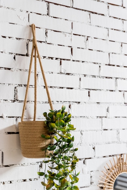 wall design hanging tree pot on white brick background.home plant hanging on wall.