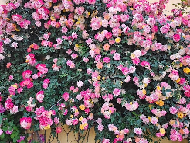 A wall of flowers with a green vine with pink flowers on it.