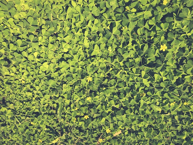 Wall green leaves background