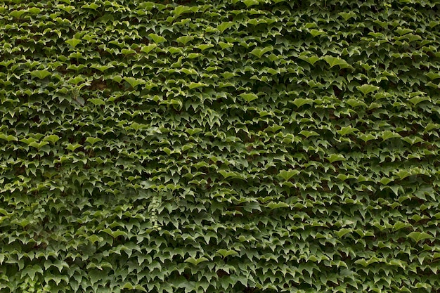 Wall of green leaves