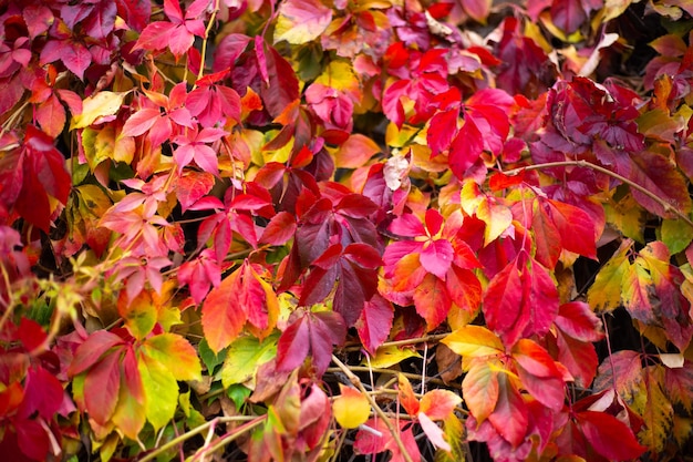 The wall is braided with curly girlish grapes decorative bright red plant in autumn