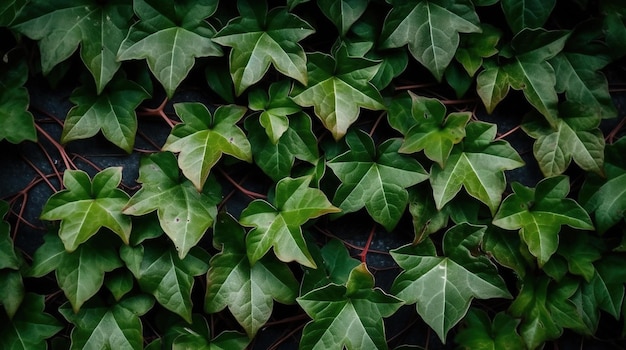 A wall of ivy with green leaves