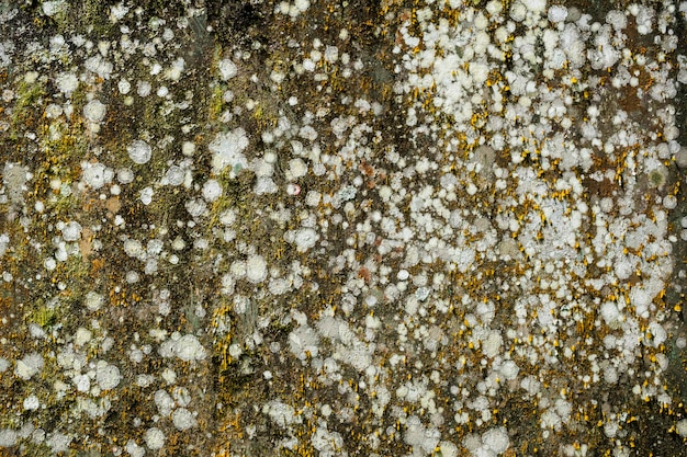 Wall loaded with fungi and mosses in coastal region