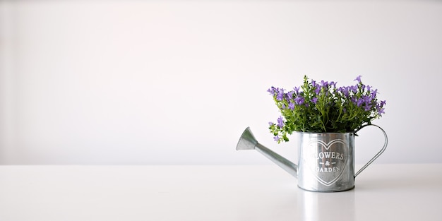 Wall paper concept flowers in a pot on white background